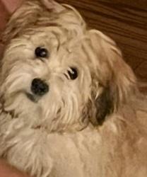 Lost Male Dog last seen Lincoln Road, North Las Vegas, NV 89081