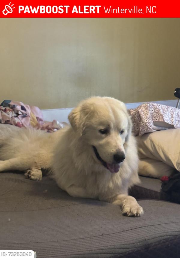 Lost Male Dog last seen Cherrytree ln, Winterville, NC 28590