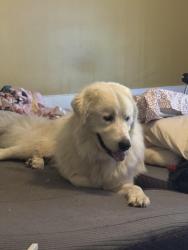 Lost Male Dog last seen Cherrytree ln, Winterville, NC 28590