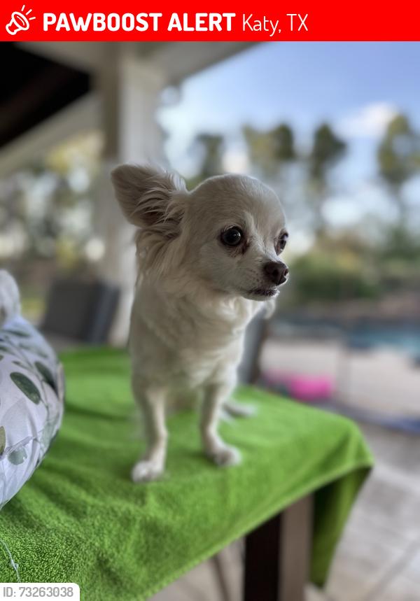 Lost Female Dog last seen Katy hockley cutoff and beckendorff Rd, Katy, TX 77493