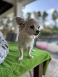 Lost Female Dog last seen Katy hockley cutoff and beckendorff Rd, Katy, TX 77493