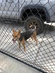 Found/Stray Female Dog last seen Wells and Nelson, Spring, TX 77373
