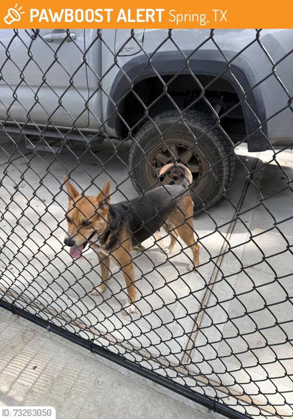 Found/Stray Female Dog last seen Wells and Nelson, Spring, TX 77373