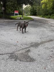 Found/Stray Male Dog last seen University Blvd and Booth Rd, Jacksonville, FL 32207