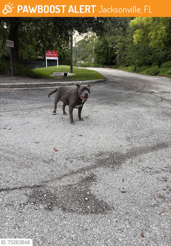Found/Stray Male Dog last seen University Blvd and Booth Rd, Jacksonville, FL 32207