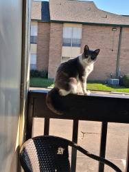 Reunited Female Cat last seen Bay Area Blvd and Saturn, Houston, TX 77058