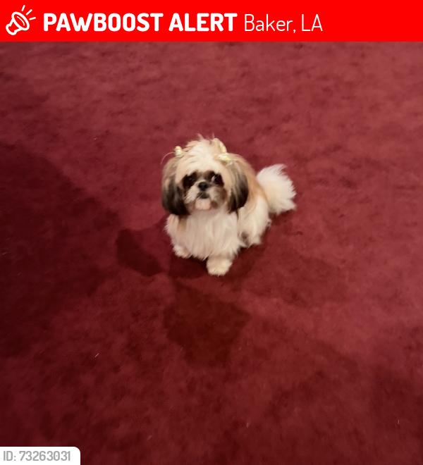 Lost Female Dog last seen Brantley Dr. and Adair Ave., Baker, LA 70714