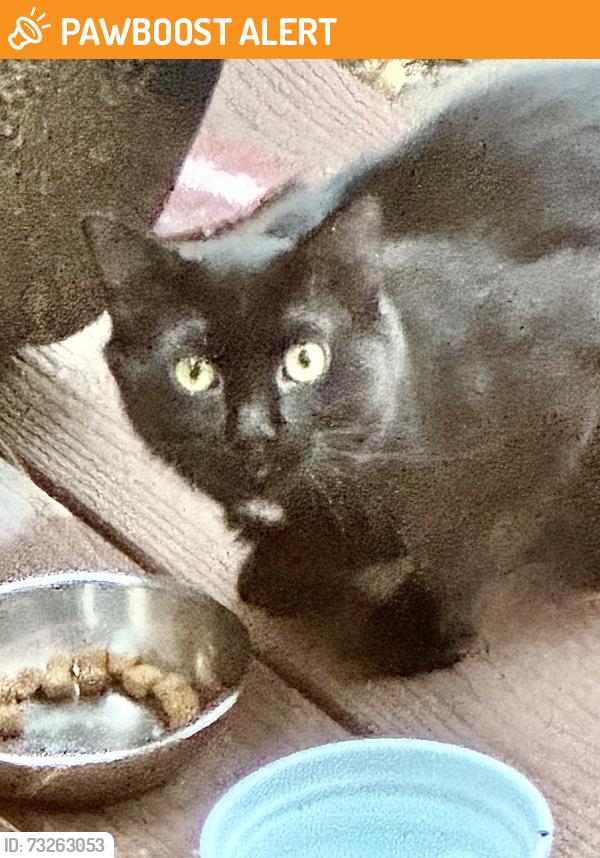 Found/Stray Unknown Cat last seen Columbine Circle and Floyd, Arapahoe County, CO 80210