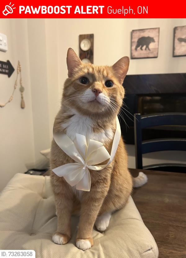 Lost Male Cat last seen Library, Guelph, ON 