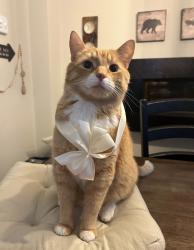 Lost Male Cat last seen Library, Guelph, ON 
