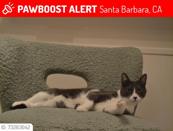 Lost Male Cat last seen Modoc, Modoc Preserve, Santa Barbara, CA 93110