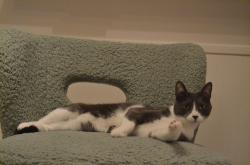 Lost Male Cat last seen Modoc, Modoc Preserve, Santa Barbara, CA 93110
