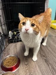 Found/Stray Male Cat last seen Michigan ave, near downtown ypsi, Ypsilanti, MI 48197