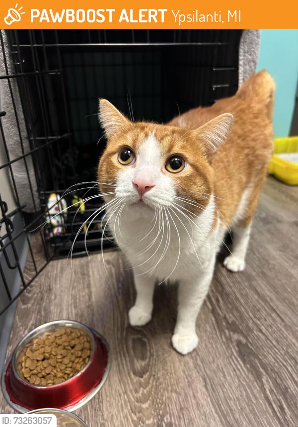 Found/Stray Male Cat last seen Michigan ave, near downtown ypsi, Ypsilanti, MI 48197