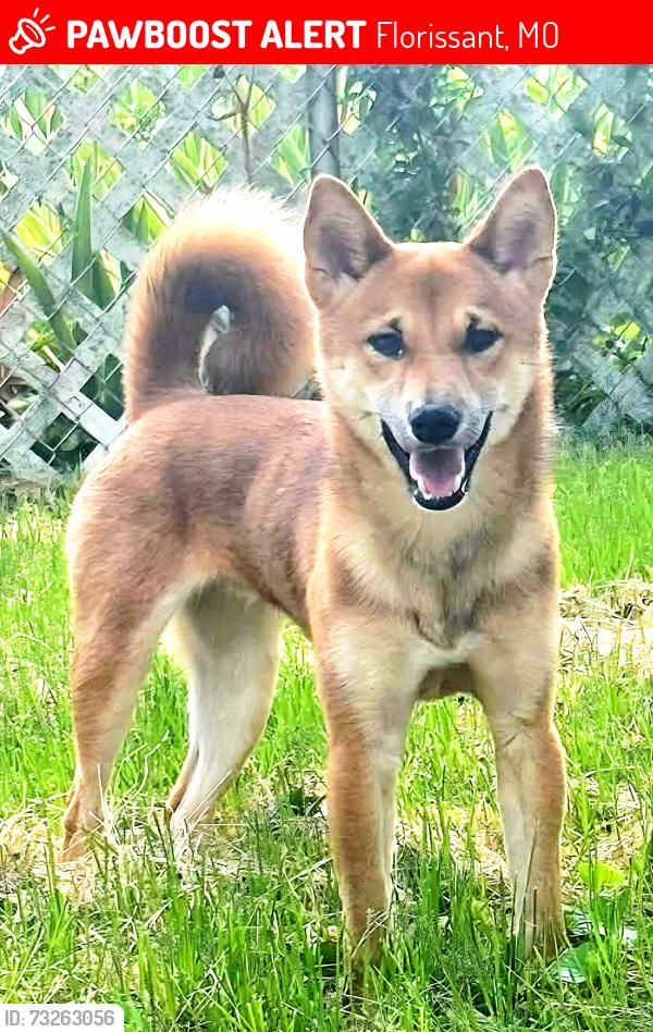Lost Male Dog last seen Old Jamestown, Florissant, MO 63034