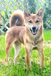 Lost Male Dog last seen Old Jamestown, Florissant, MO 63034