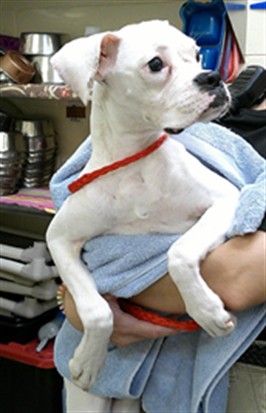 Shelter Stray Female Dog last seen , 232 Eslinger Way, Sanford, FL 32773, USA