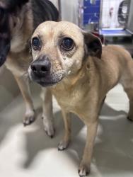 Shelter Stray Male Dog last seen Near BLOCK EUCALYPTUS DR, BAKERSFIELD CA 93306, 3951 Fruitvale Ave, Bakersfield, CA 93308, USA