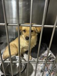 Shelter Stray Female Dog last seen , 3951 Fruitvale Ave, Bakersfield, CA 93308, USA