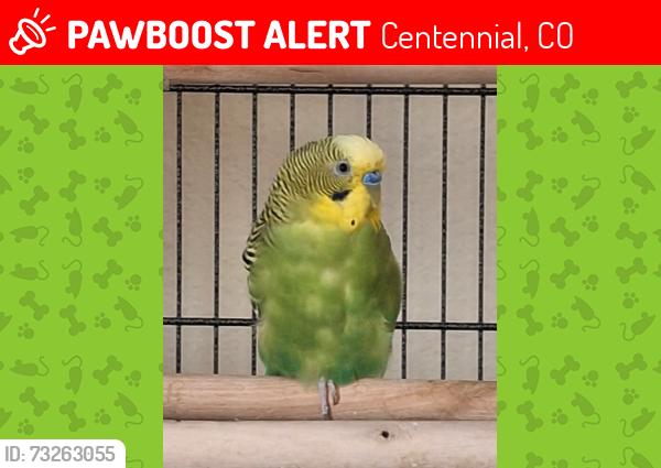 Lost Male Bird last seen dry creek elementary school, Centennial, CO 80112