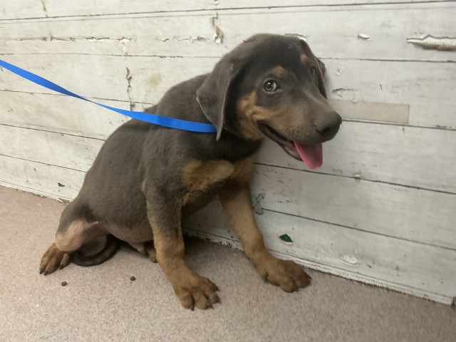 Shelter Stray Male Dog last seen MACY ST X HIGHLAND AVE, 333 Chandler Pl, San Bernardino, CA 92408, USA