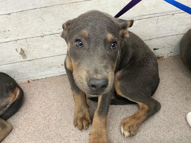 Shelter Stray Male Dog last seen MACY ST X HIGHLAND AVE, 333 Chandler Pl, San Bernardino, CA 92408, USA