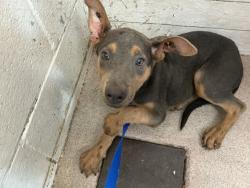 Shelter Stray Female Dog last seen MACY ST X HIGHLAND AVE, 333 Chandler Pl, San Bernardino, CA 92408, USA