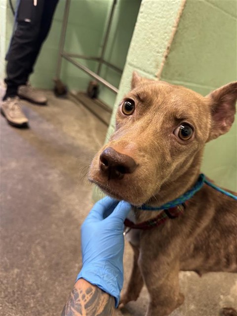 Shelter Stray Female Dog last seen EL CAMINO AVE & EVERGREEN ST, 2127 Front St, Sacramento, CA 95818, USA