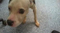 Shelter Stray Female Dog last seen CHARLOTTE, 8315 Byrum Dr, Charlotte, NC 28217, USA
