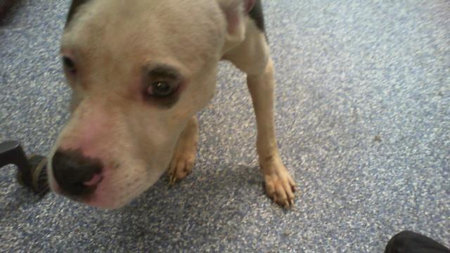Shelter Stray Female Dog last seen CHARLOTTE, 8315 Byrum Dr, Charlotte, NC 28217, USA