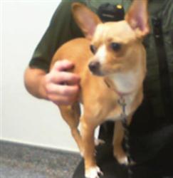 Shelter Stray Female Dog last seen HUNTERSVILLE, 8315 Byrum Dr, Charlotte, NC 28217, USA