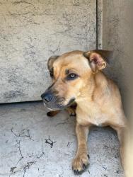 Shelter Stray Female Dog last seen Near BLOCK SHINING WILLOW CT, 2811 SE 29th St, Oklahoma City, OK 73129, USA