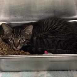 Shelter Stray Male Cat last seen Near BLOCK SW 63RD, 2811 SE 29th St, Oklahoma City, OK 73129, USA