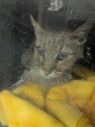 Shelter Stray Unknown Cat last seen Near BLOCK BARNES, 16 Barnes Ct, Hayward, CA 94544, USA
