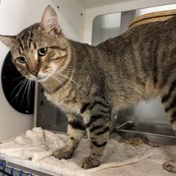 Shelter Stray Unknown Cat last seen Near BLOCK NW 80TH ST, YUKON OK 73099, 2811 SE 29th St, Oklahoma City, OK 73129, USA