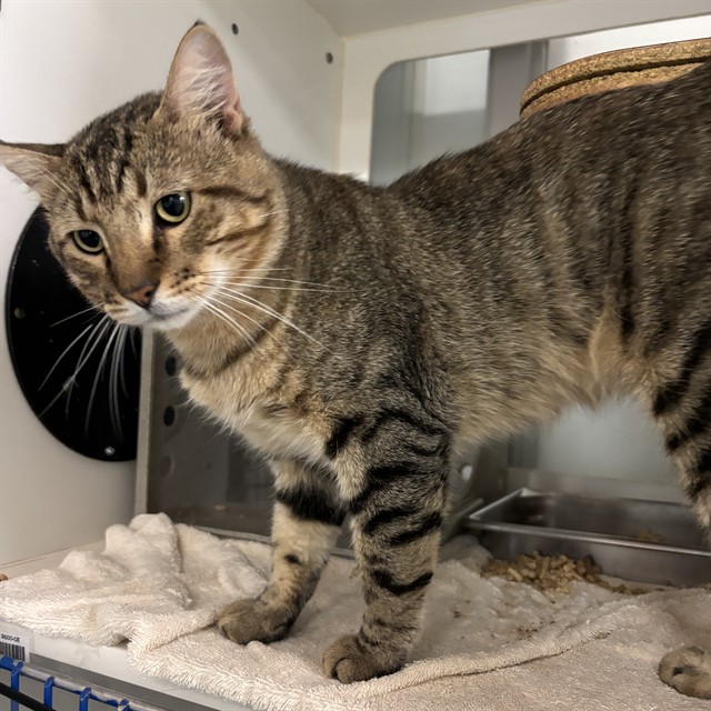 Shelter Stray Unknown Cat last seen Near BLOCK NW 80TH ST, YUKON OK 73099, 2811 SE 29th St, Oklahoma City, OK 73129, USA