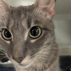 Shelter Stray Female Cat last seen , 2811 SE 29th St, Oklahoma City, OK 73129, USA