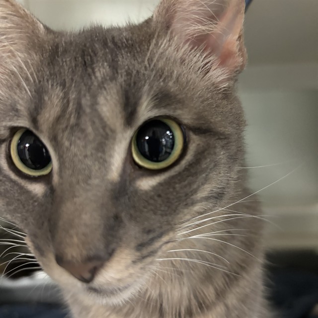 Shelter Stray Female Cat last seen , 2811 SE 29th St, Oklahoma City, OK 73129, USA