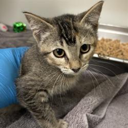 Shelter Stray Female Cat last seen N BRYANT AVE & NE63RD ST ABANDONED, 2811 SE 29th St, Oklahoma City, OK 73129, USA