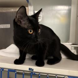 Shelter Stray Unknown Cat last seen Near BLOCK NE 7TH ST, OKLAHOMA CITY OK 73117, 2811 SE 29th St, Oklahoma City, OK 73129, USA