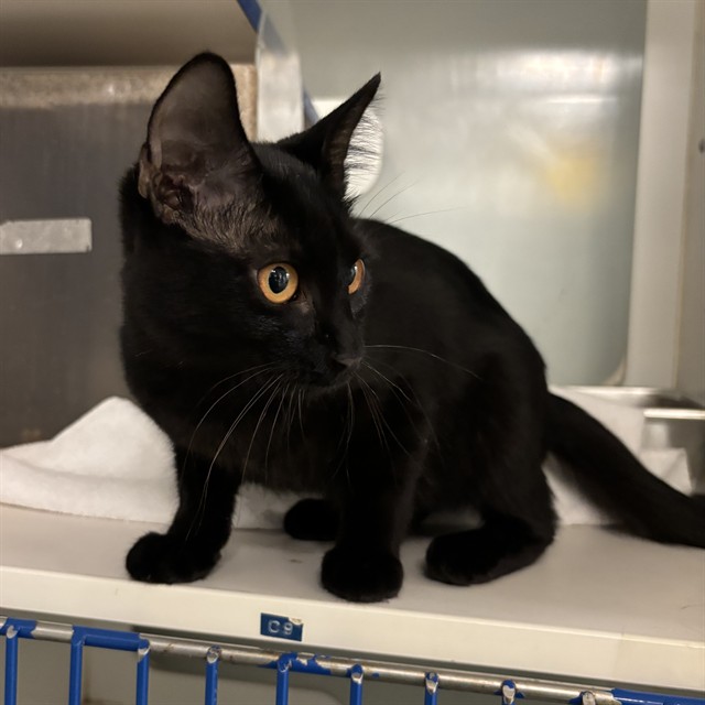 Shelter Stray Unknown Cat last seen Near BLOCK NE 7TH ST, OKLAHOMA CITY OK 73117, 2811 SE 29th St, Oklahoma City, OK 73129, USA