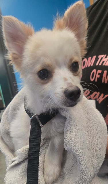 Shelter Stray Unknown Dog last seen H ST BAKERSFIELD, 201 S Mt Vernon Ave, Bakersfield, CA 93307, USA