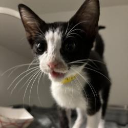Shelter Stray Female Cat last seen , 2811 SE 29th St, Oklahoma City, OK 73129, USA