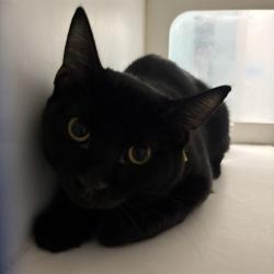 Shelter Stray Male Cat last seen Near BLOCK NE 7TH ST, OKLAHOMA CITY OK 73117, 2811 SE 29th St, Oklahoma City, OK 73129, USA