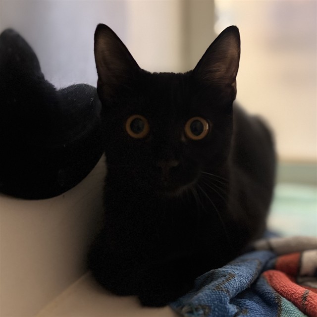 Shelter Stray Female Cat last seen Near BLOCK NE 7TH ST, OKLAHOMA CITY OK 73117, 2811 SE 29th St, Oklahoma City, OK 73129, USA