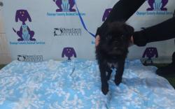 Shelter Stray Male Dog last seen , 2769 Conroy Rd, Orlando, FL 32839, USA