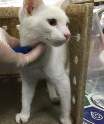Shelter Stray Male Cat last seen Near BLOCK CAMINO MONTURA, JURUPA VALLEY CA 92509, 6851 Van Buren Boulevard, Jurupa Valley, CA 92509, USA