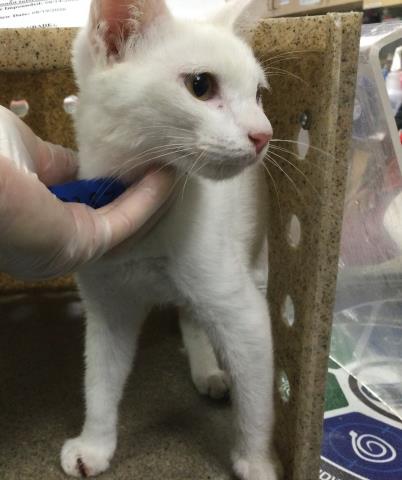 Shelter Stray Male Cat last seen Near BLOCK CAMINO MONTURA, JURUPA VALLEY CA 92509, 6851 Van Buren Boulevard, Jurupa Valley, CA 92509, USA