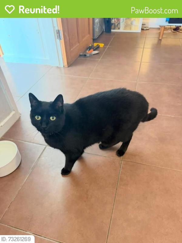 Reunited Male Cat last seen Crofton Park Road, Greater London, England 