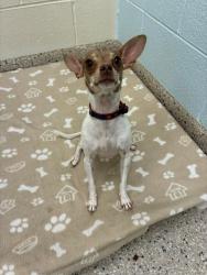 Shelter Stray Female Dog last seen E 88TH AVE & DAWSON ST, 12155 Park Blvd, Brighton, CO 80601, USA